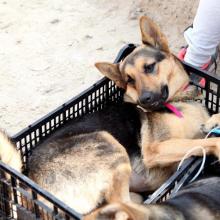 Campaña de Esterilización en el Municipio de  Tlaquepaque.