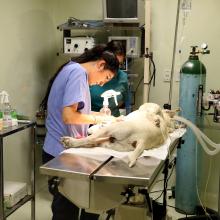cucba_invita_a_mantener_actualizado_el_esquema_de_vacunacion_de_mascota_4