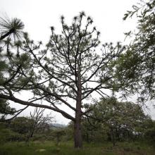 banos-de-bosque-ayudan-a-prevenir-muertes-por-padecimientos-cardiovasculares_3