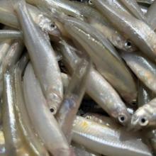 secado-solar-alternativa-sustentable-para-la-produccion-de-charales-en-chapala_3