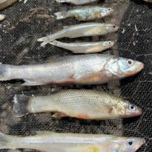 secado-solar-alternativa-sustentable-para-la-produccion-de-charales-en-chapala_4