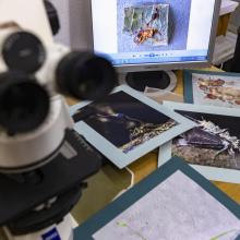 biologos-del-cucba-registran-seis-especies-de-hongos-zombies-que-parasitan-hormigas_3