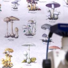 biologos-del-cucba-registran-seis-especies-de-hongos-zombies-que-parasitan-hormigas_4