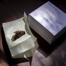 biologos-del-cucba-registran-seis-especies-de-hongos-zombies-que-parasitan-hormigas_5