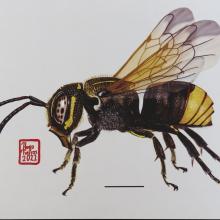 acercan-labor-de-especies-polinizadoras-por-medio-de-la-ilustracion-cientifica_2