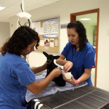 suman-esfuerzos-para-proteger-y-conservar-la-vida-silvestre-en-jalisco_2