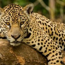 suman-esfuerzos-para-proteger-y-conservar-la-vida-silvestre-en-jalisco_1