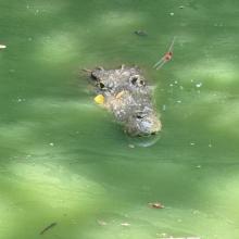 suman-esfuerzos-para-proteger-y-conservar-la-vida-silvestre-en-jalisco_5