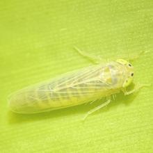 chicharritadelmaiz_1