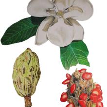 descubren_magnolia_pugana_fuente_de_agentes_naturales_anticancerigenos_antimicrobiales_antioxidantes_2