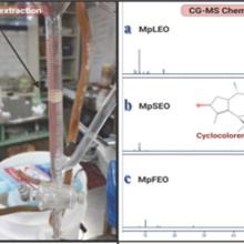 descubren_magnolia_pugana_fuente_de_agentes_naturales_anticancerigenos_antimicrobiales_antioxidantes_3