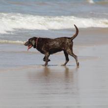 recomiendan-medidas-para-el-cuidado-de-mascotas-en-epoca-de-calor_2