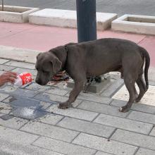 recomiendan-medidas-para-el-cuidado-de-mascotas-en-epoca-de-calor_1