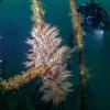 documentan_coral_invasor_en_costas_de_jalisco_y_colima_riesgoso_para_especies_endemicas_de_la_region_1